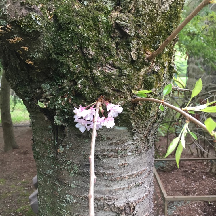 Plant image Prunus Serrulata 'Kiku-Shidare Zakura'