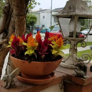 Celosia argentea 'Venezuela'