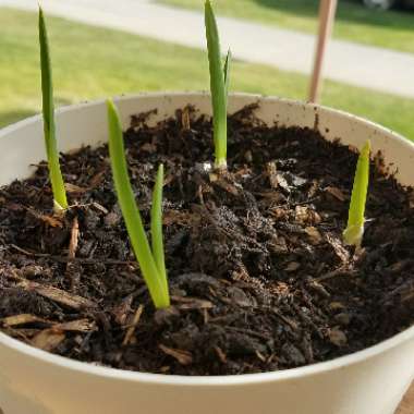 Garlic