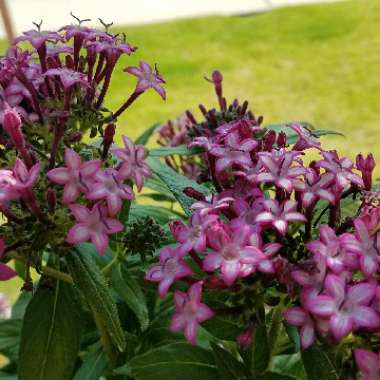 Glitterati Purple Star