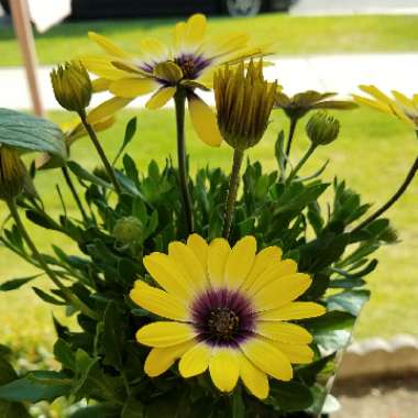 African daisy 'Blue Eyed Beauty'