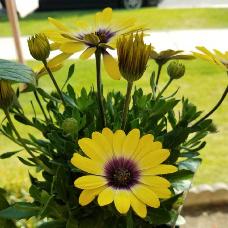 plant image 709237