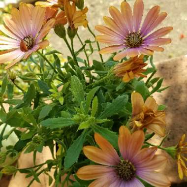 African Daisy 'Zion™ Apricot Pink'
