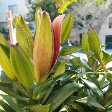 Charles's garden