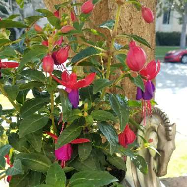 Fuchsia