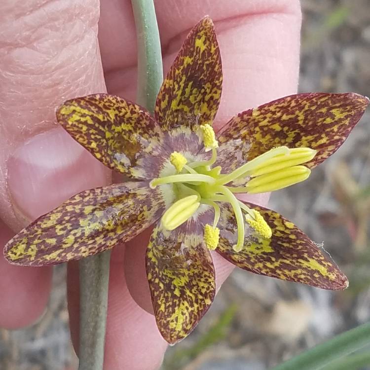 plant image 401091