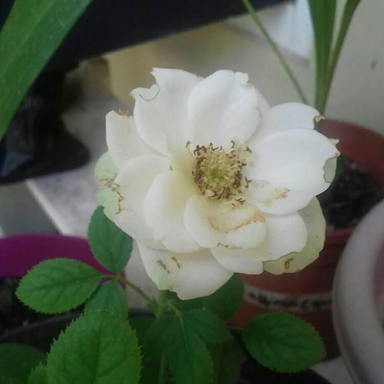 Plant image Rosa 'Pascali'