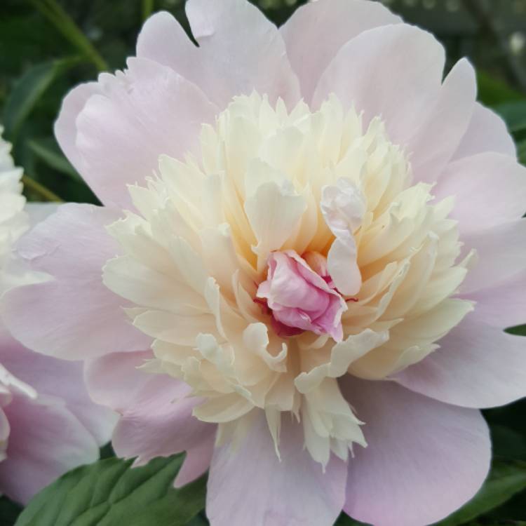 Plant image Paeonia lactiflora 'Chestine Gowdy'