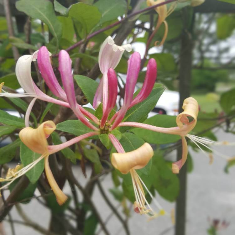Plant image Lonicera periclymenum 'Belgica'
