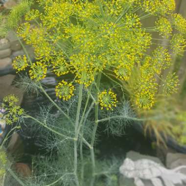 Anethum graveolens