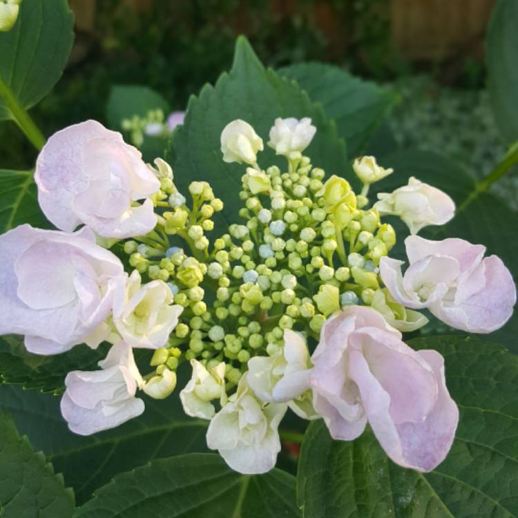 plant image 457399