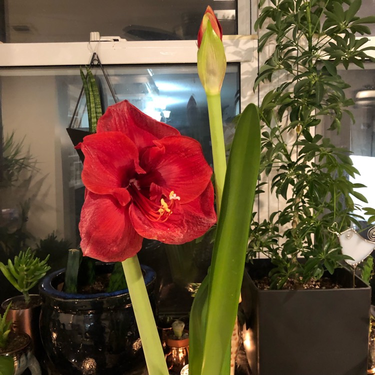 Plant image Hippeastrum 'Ferrari'