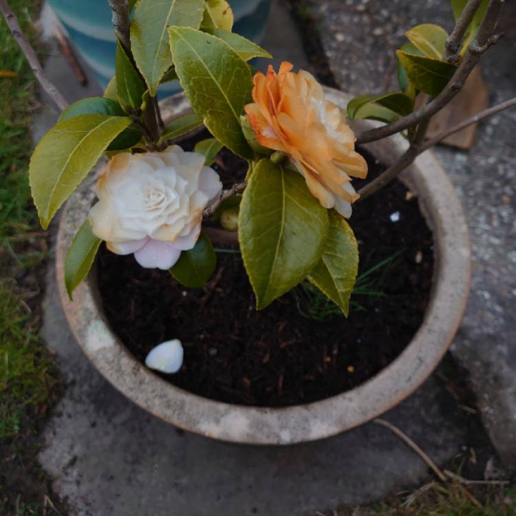 Plant image Camellia japonica 'Alba Plena'