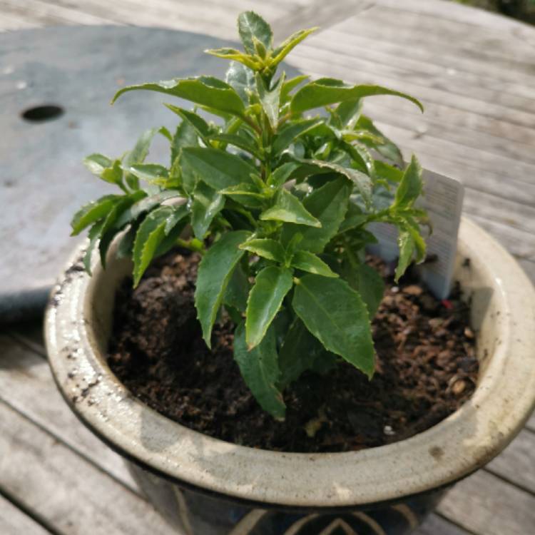 Plant image Fuchsia 'Diva Aretha'