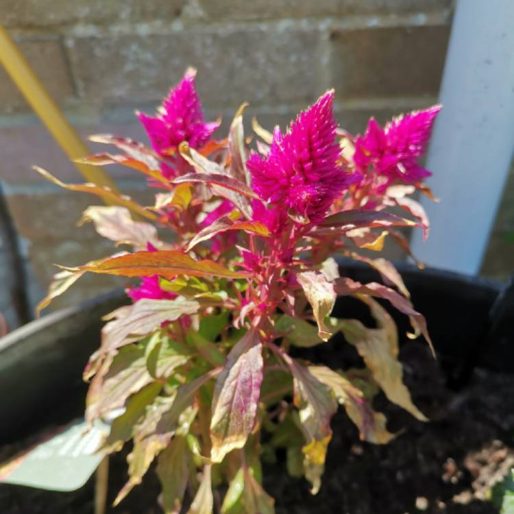 plant image 1487569