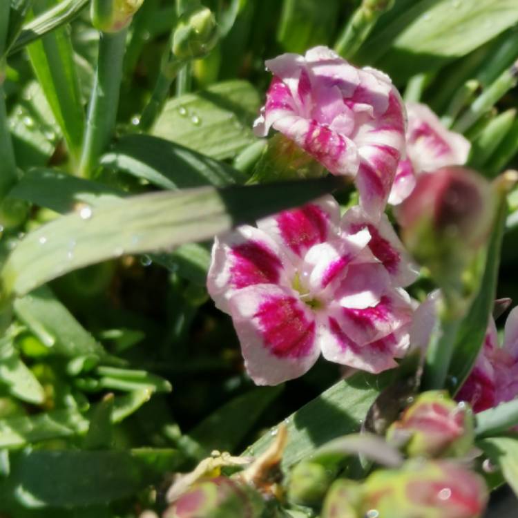 plant image 1487577