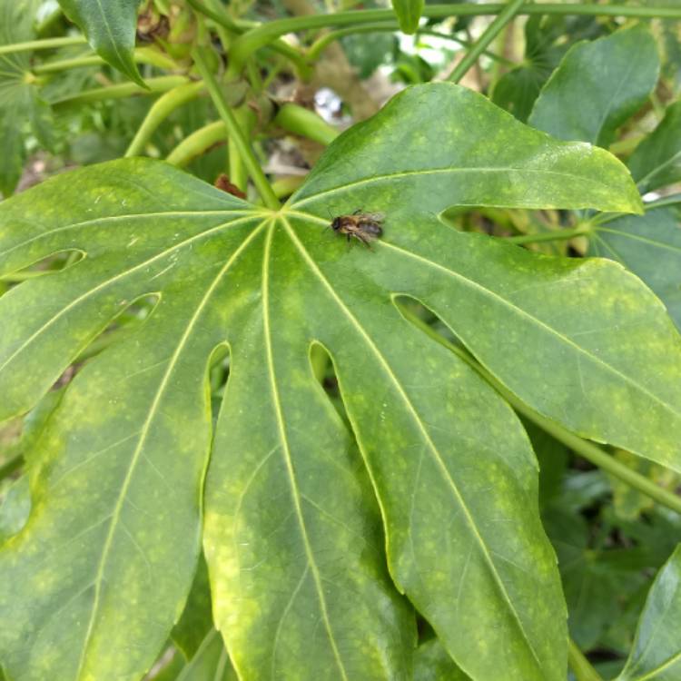 Plant image Fatsia japonica 'Annelise'