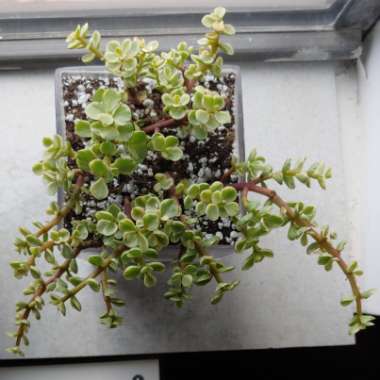 Portulacaria Afra Variegata