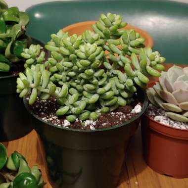 Sedum 'Burro's Tail'