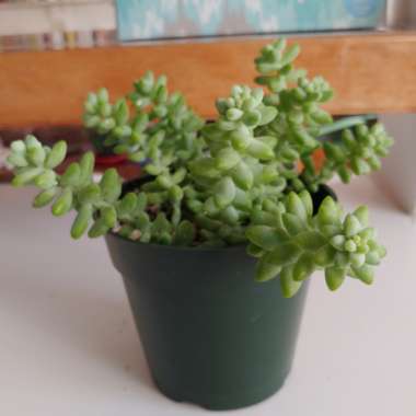 Sedum 'Burro's Tail'