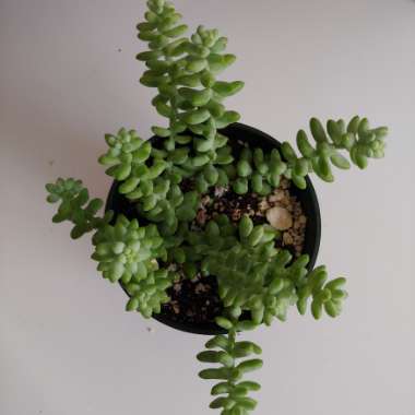 Sedum 'Burro's Tail'