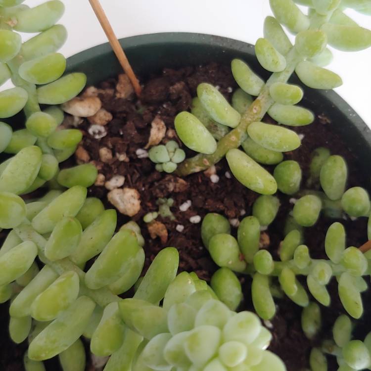 plant image 1279064 plant image 1279064