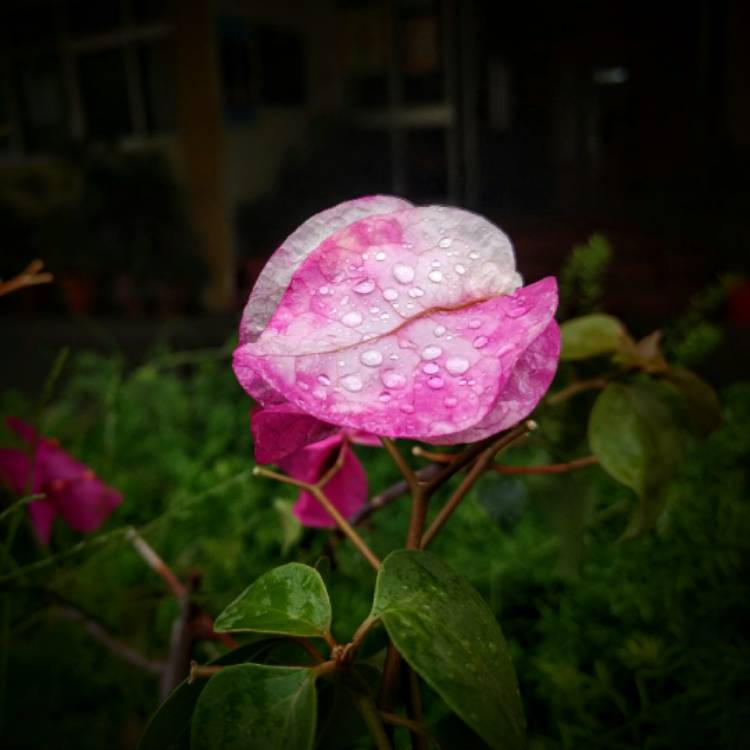 Plant image Bougainvillea 'Imperial Thai Delight'