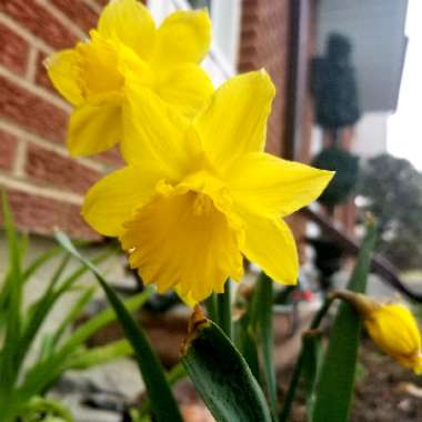 Daffodil