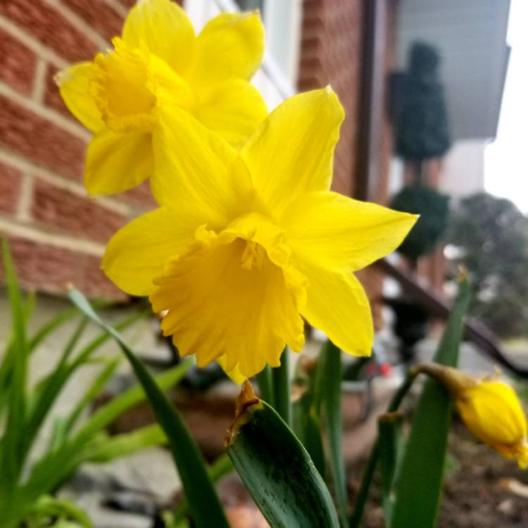 plant image 1007652