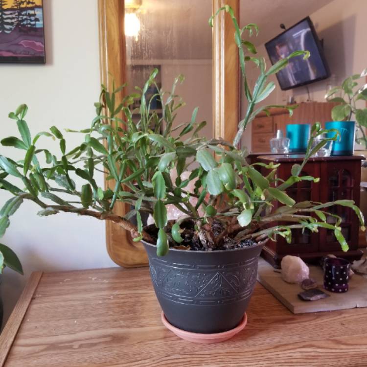 plant image 1107908