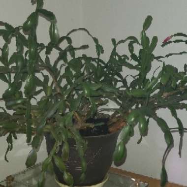 Zygocactus 'Thor-Nille'