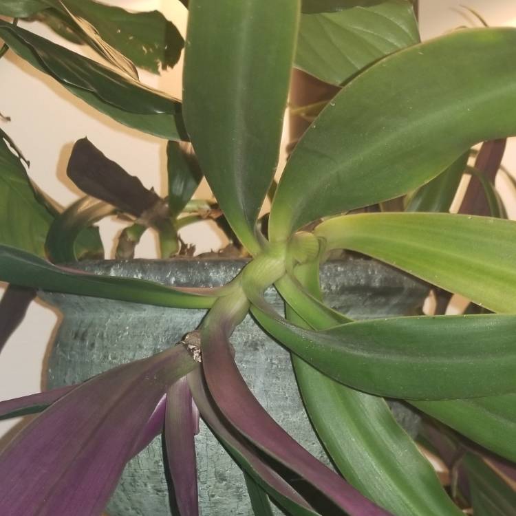 plant image 930334