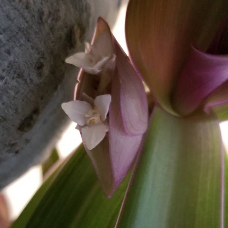 plant image 934460