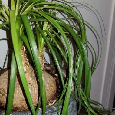 Elephant's Foot Palm