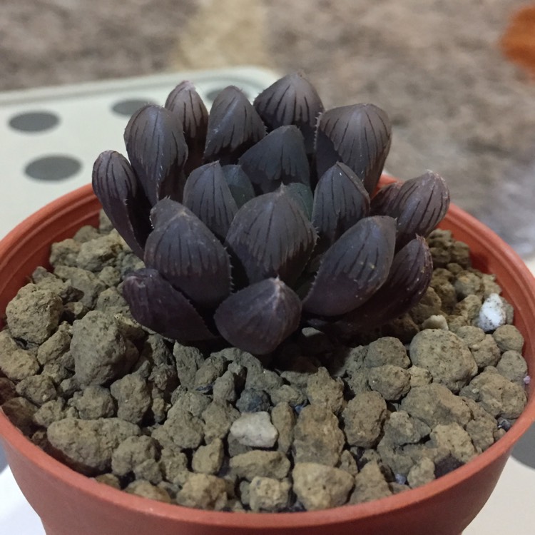 plant image 795774