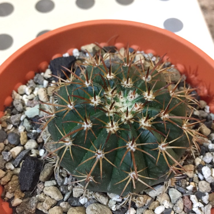 plant image 795783
