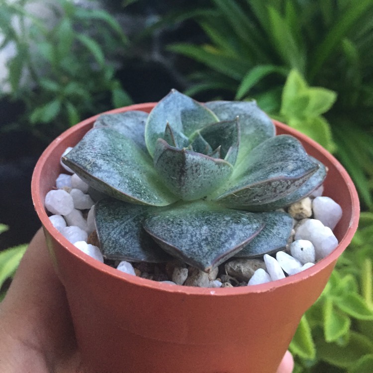 plant image 834346