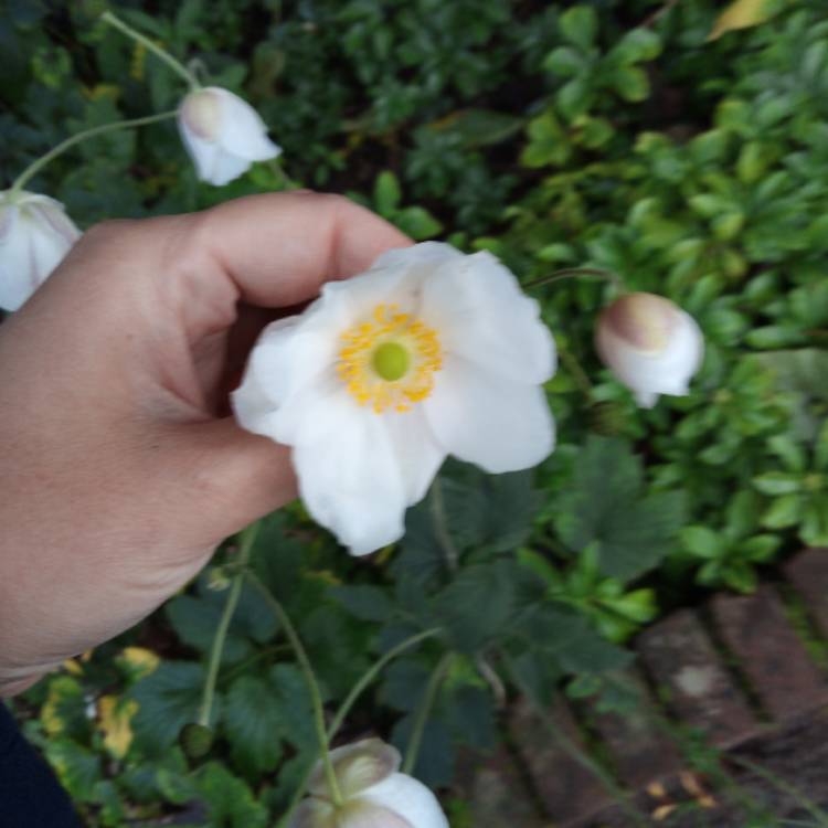 Plant image Anemone nemorosa 'Vestal'