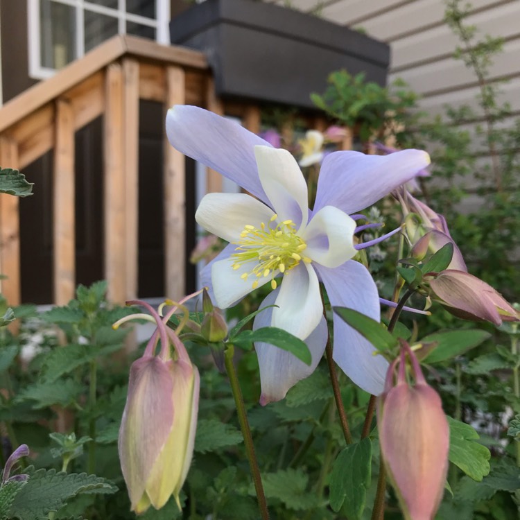 plant image 1303248