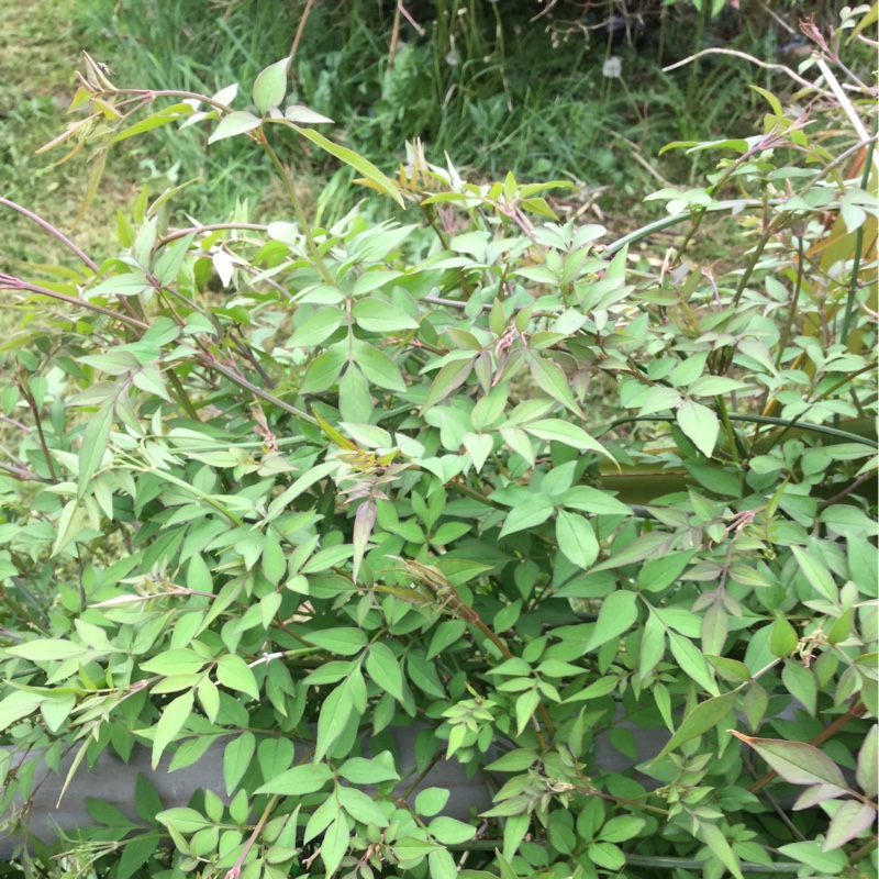 Summer Jasmine
