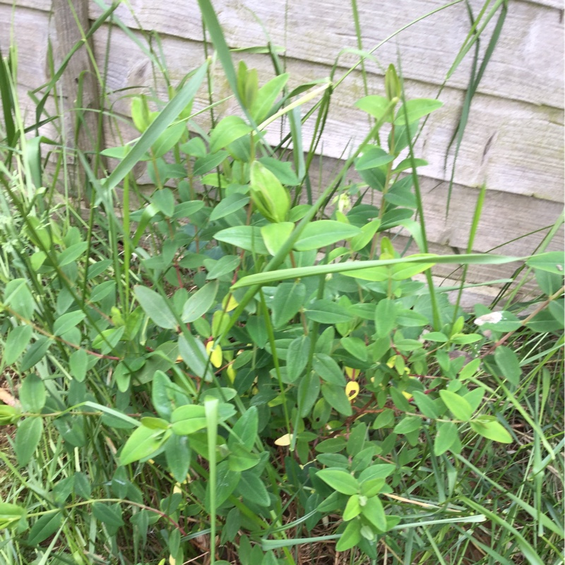 Michelle's garden