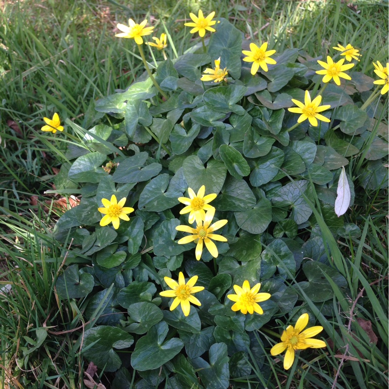 Lesser Celandine