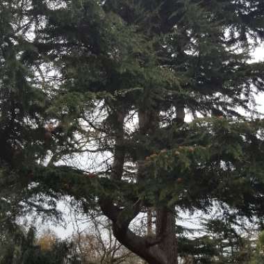 care3's garden