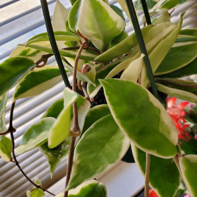 Plant image Hoya carnosa 'Krimson Queen' syn. 'Crimson Queen'