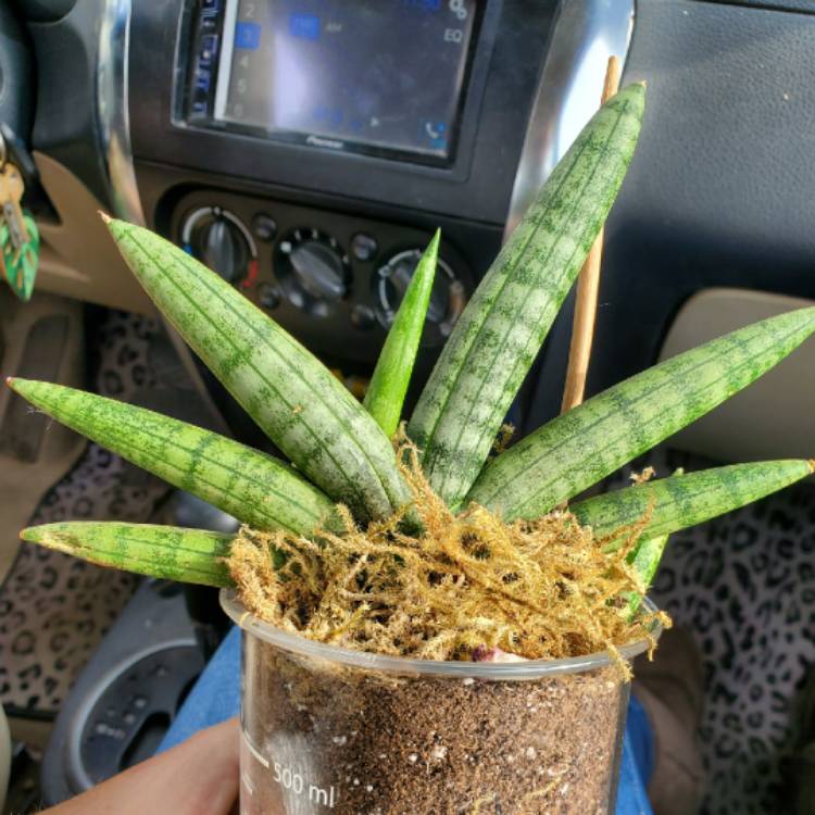 Plant image Sansevieria cylindrica 'Boncel'