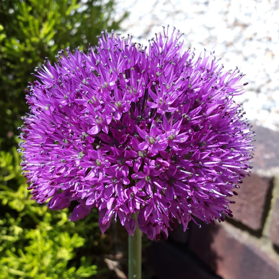 plant image 109246 plant image 109246