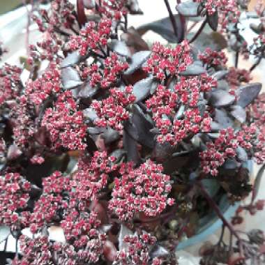 Stonecrop 'Jose Aubergine'
