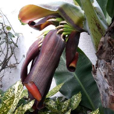 Ethopian Banana 'Maurelii'
