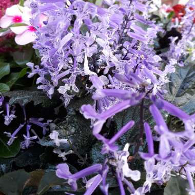 Stoep Jacaranda
