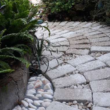 Carlos's garden